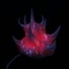 Voryte