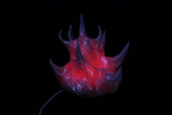 Voryte