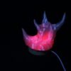 Fossyte